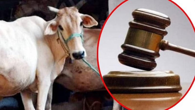 Supreme court judgement 2025 on cow slaughter 2017